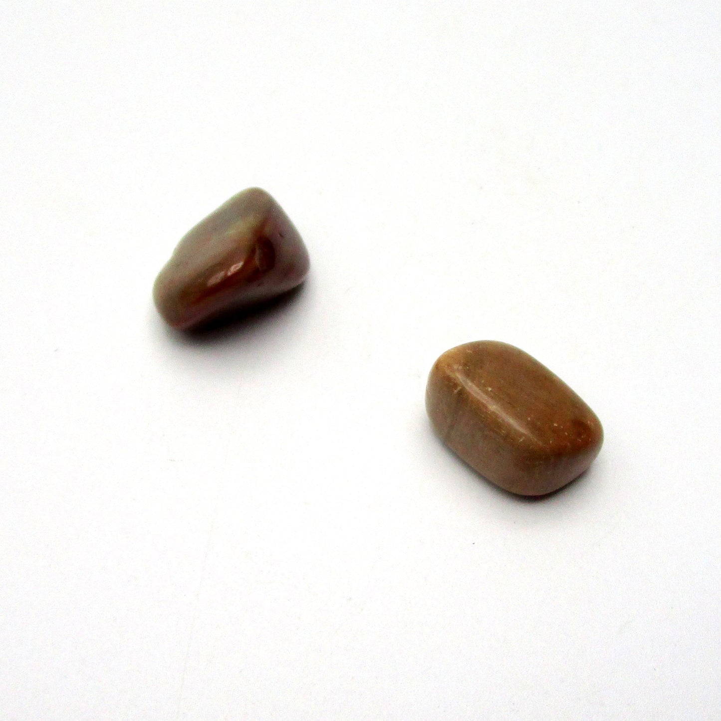 Petrified Wood