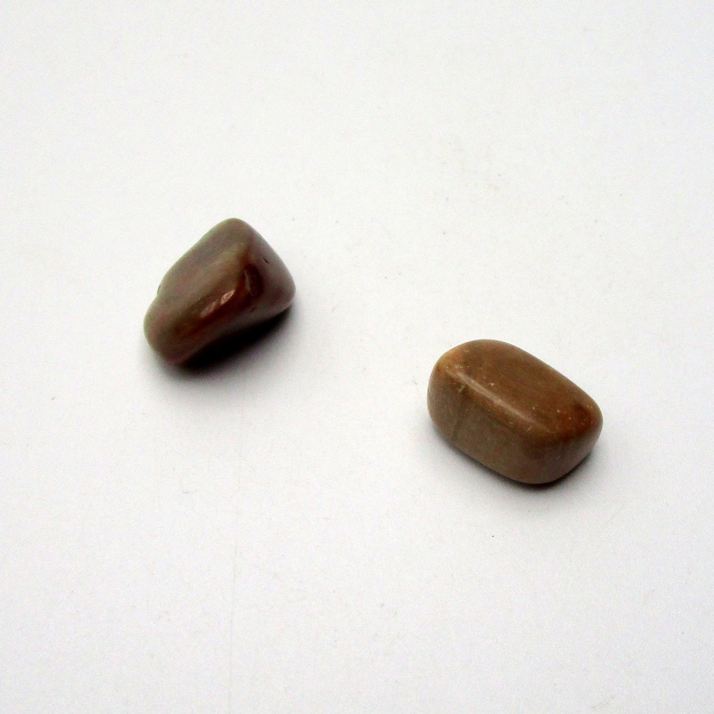 Petrified Wood