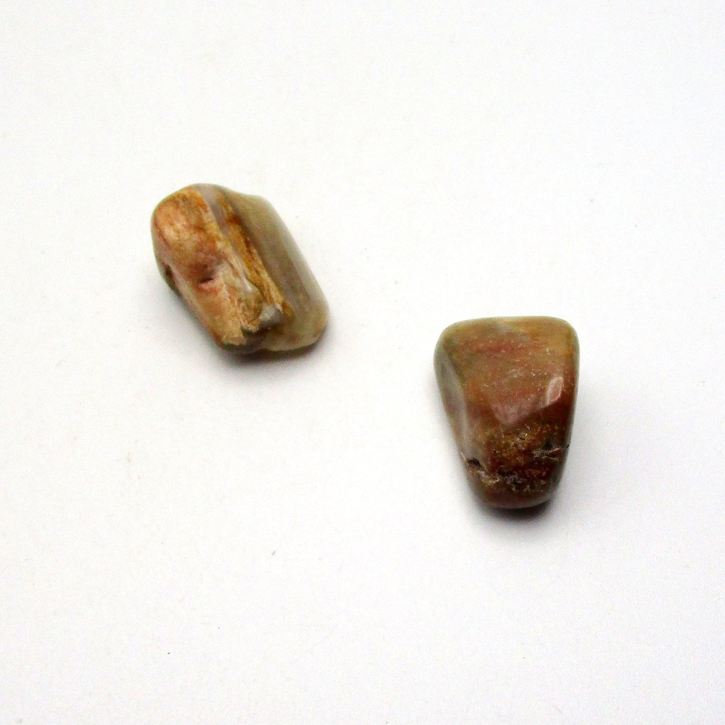 Petrified Wood
