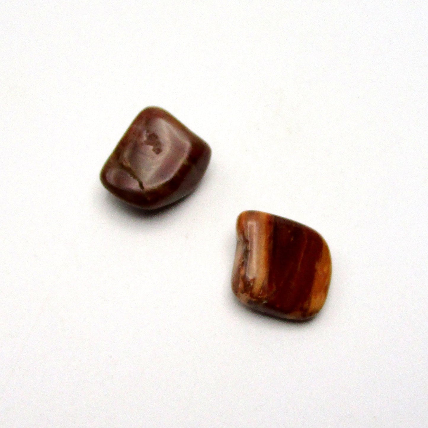 Petrified Wood