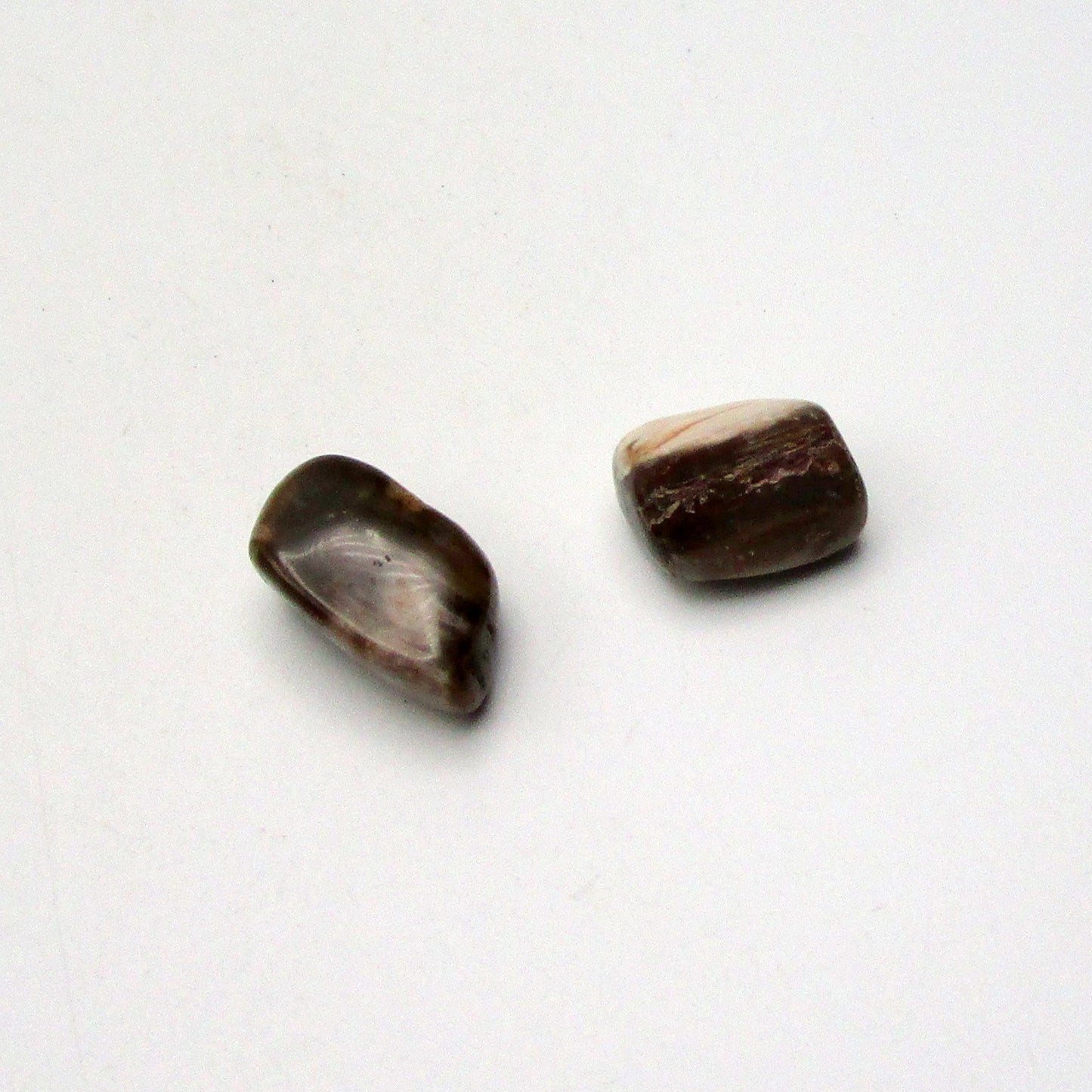 Petrified Wood