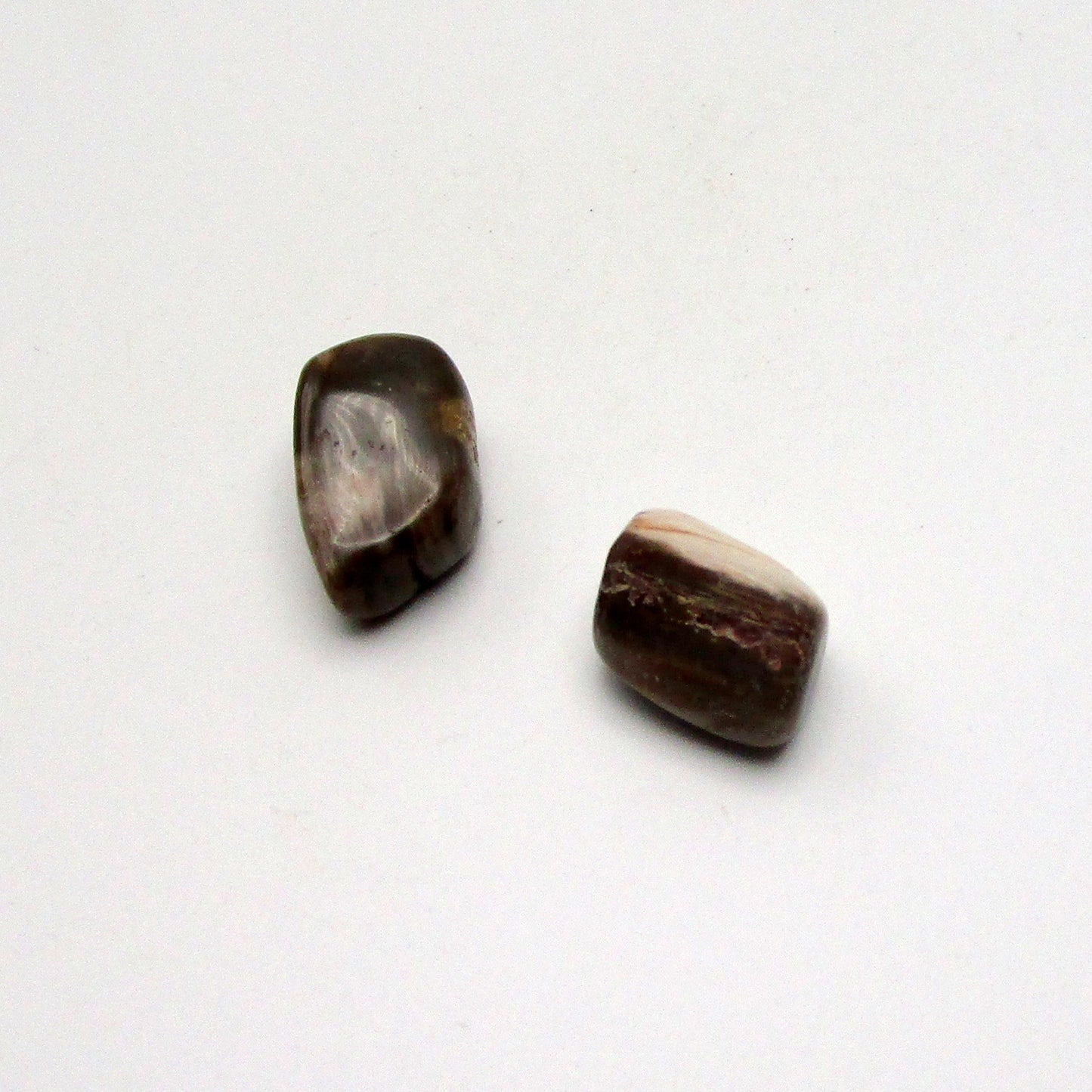 Petrified Wood