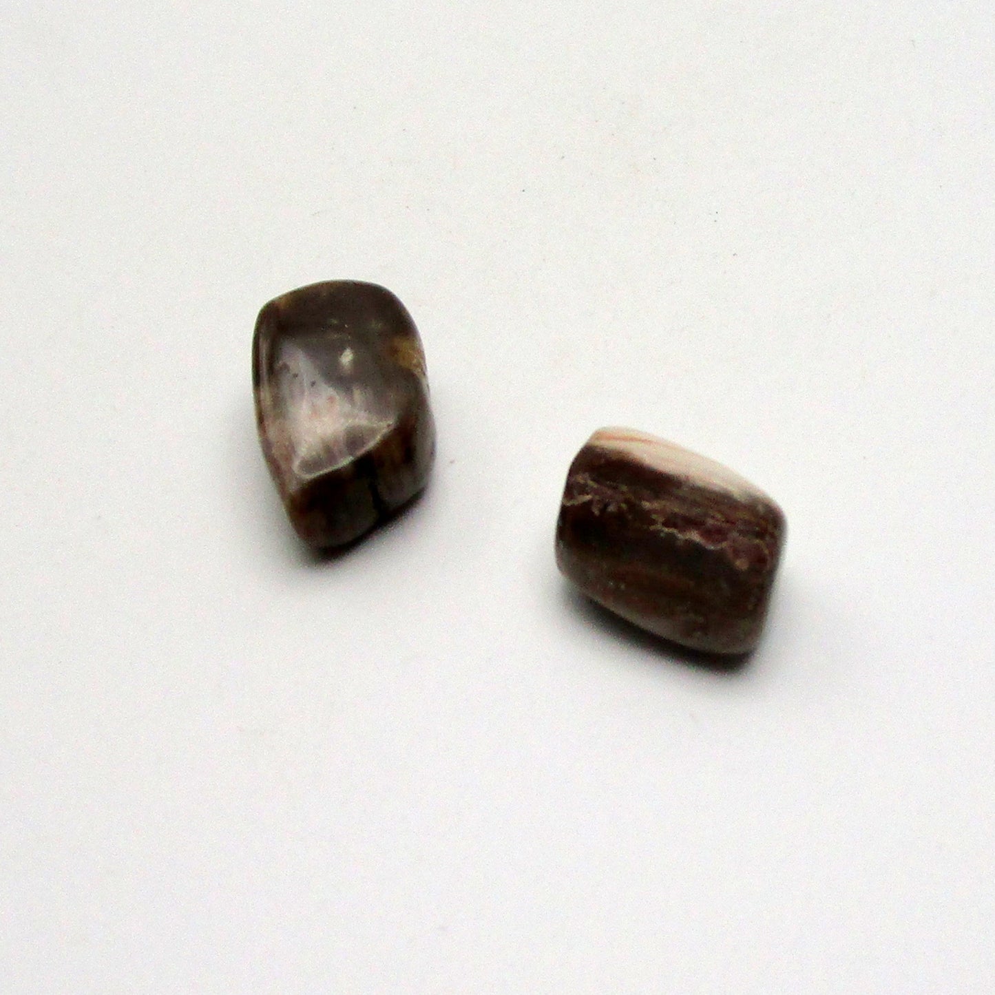 Petrified Wood