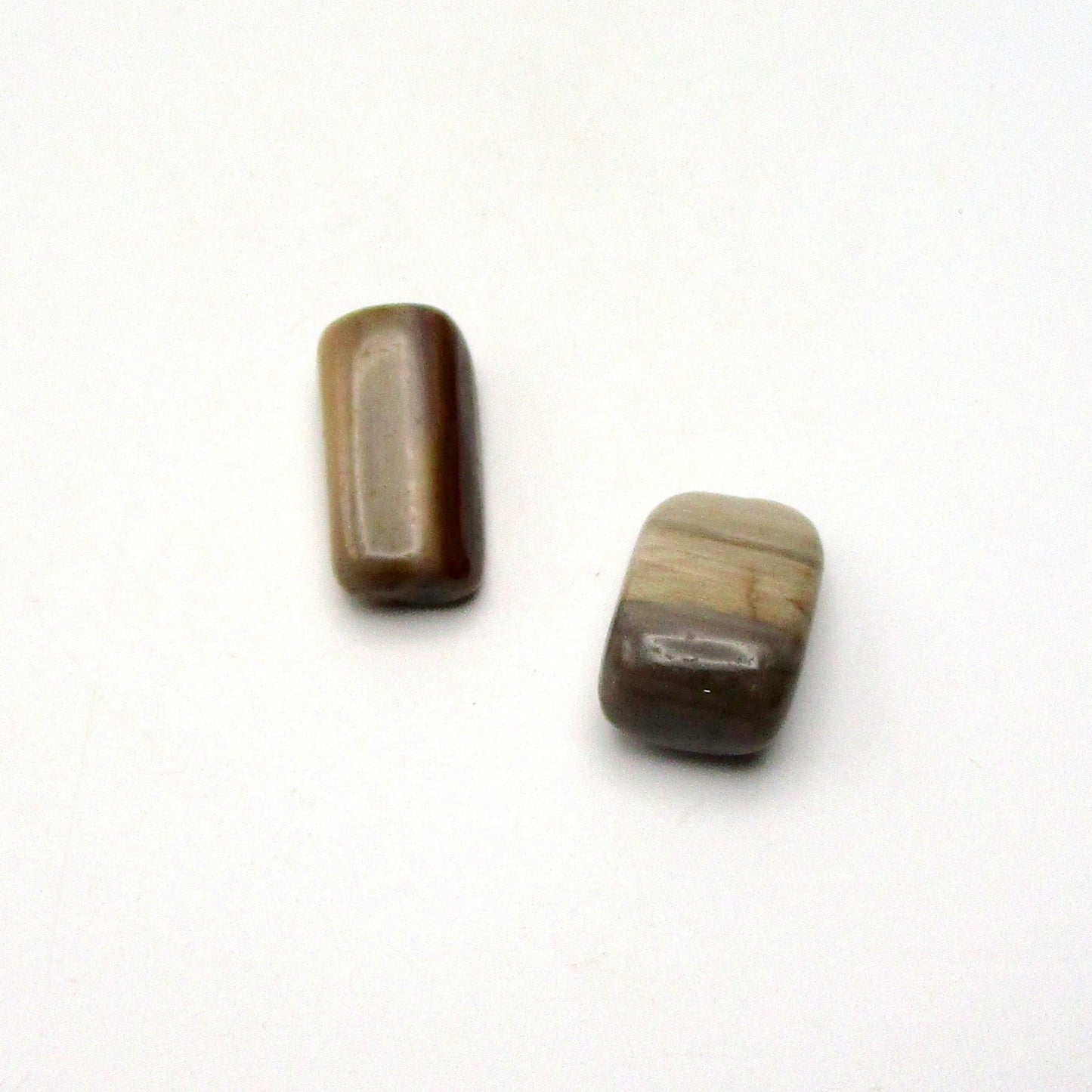 Petrified Wood