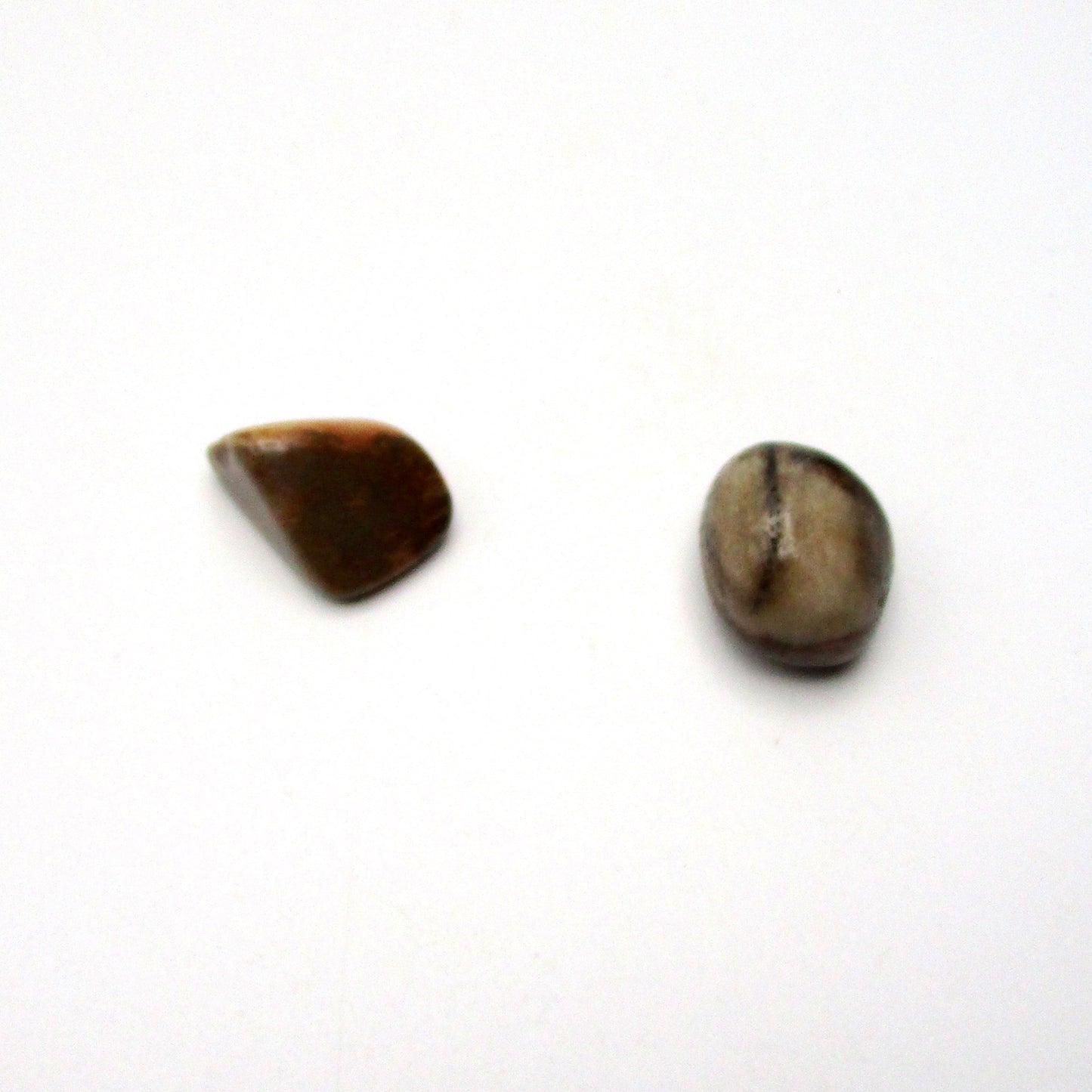 Petrified Wood