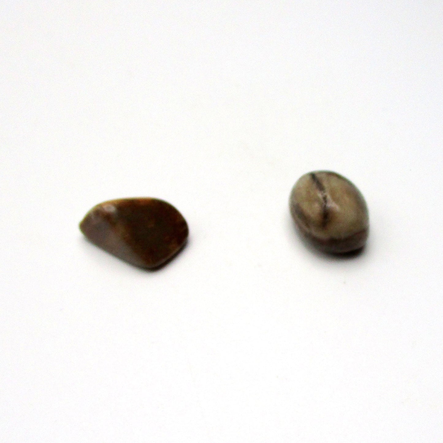 Petrified Wood