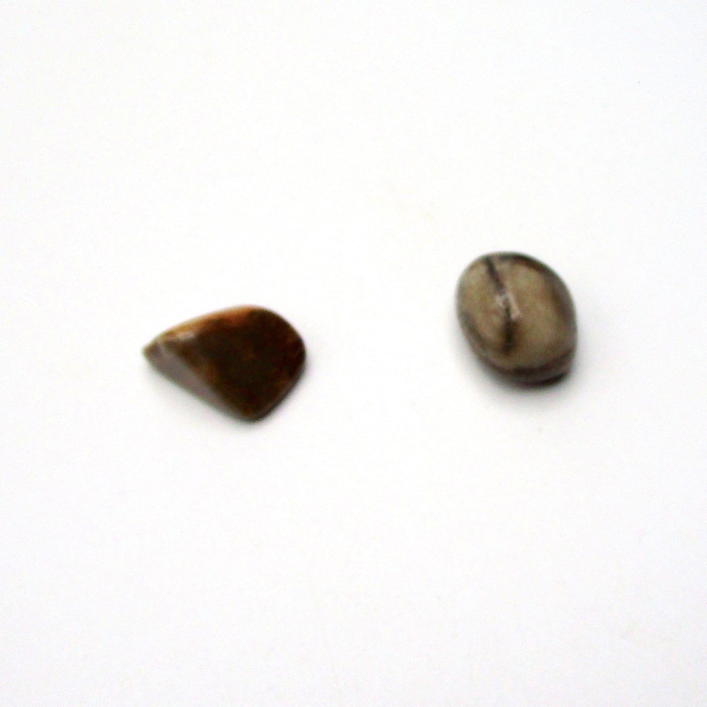 Petrified Wood
