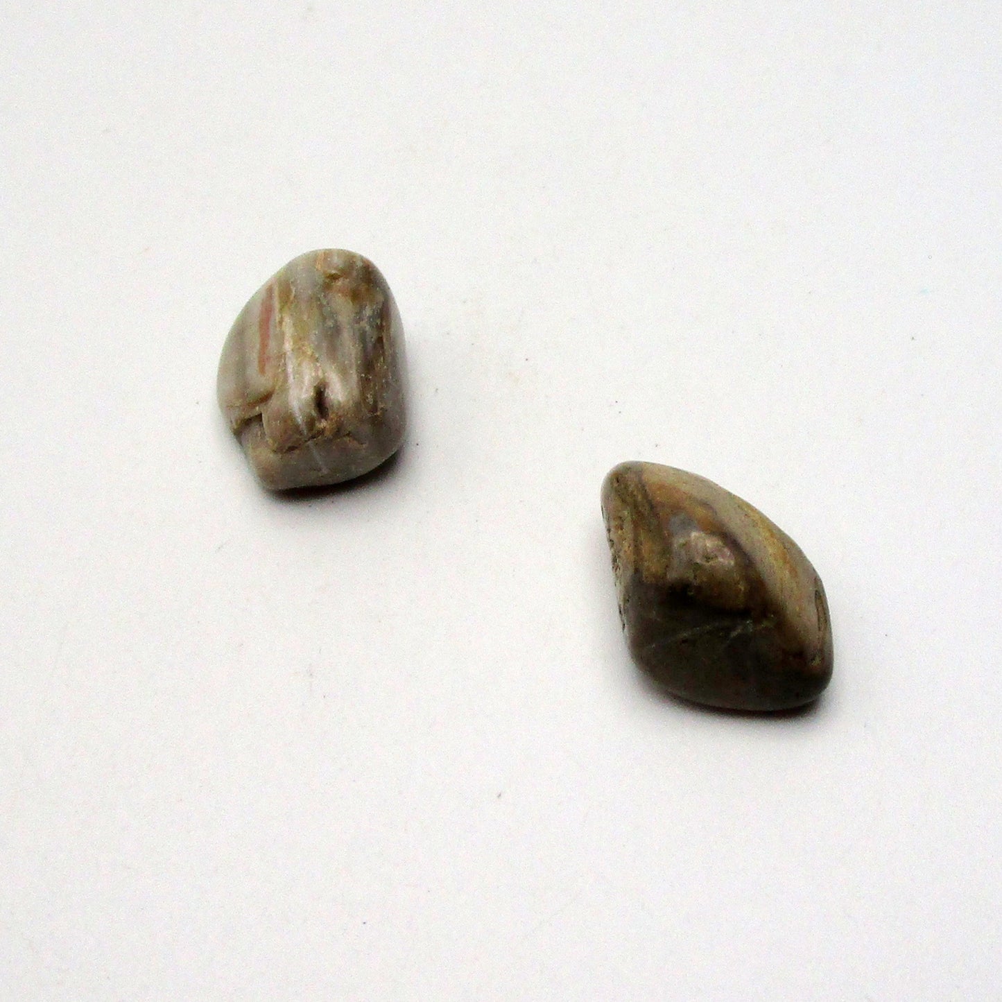 Petrified Wood