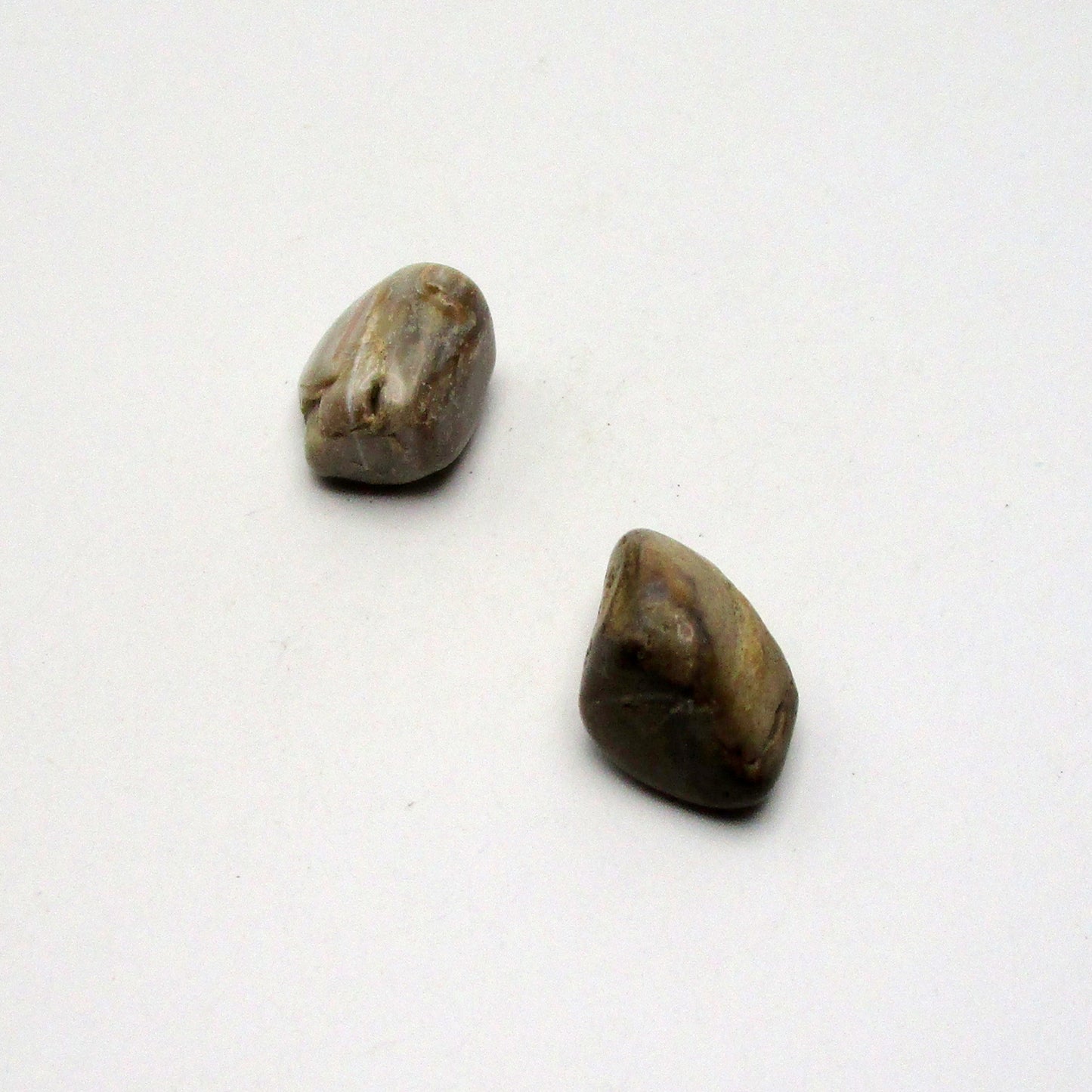 Petrified Wood