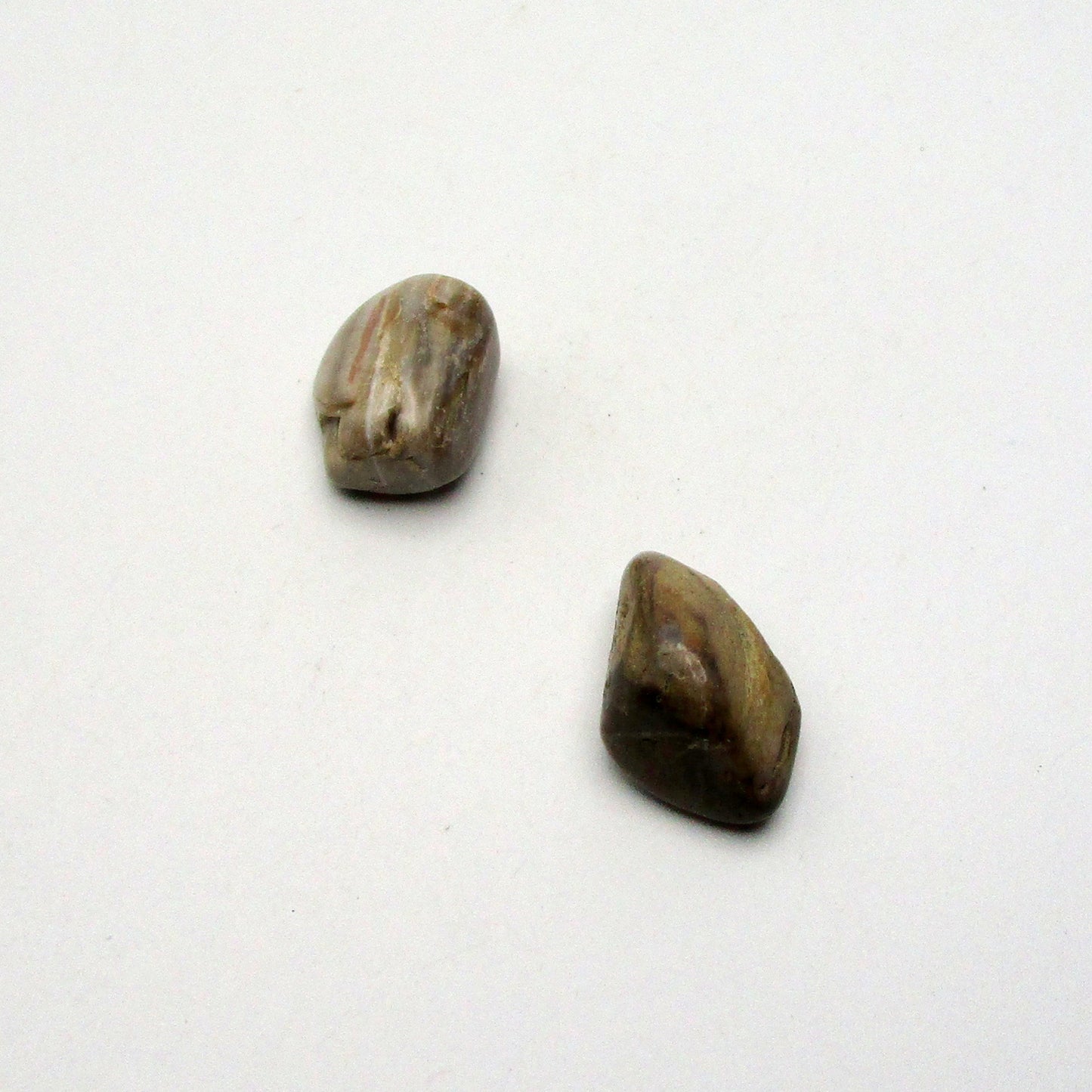 Petrified Wood