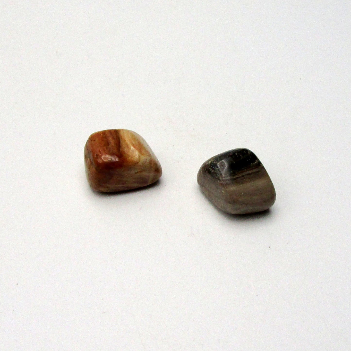 Petrified Wood