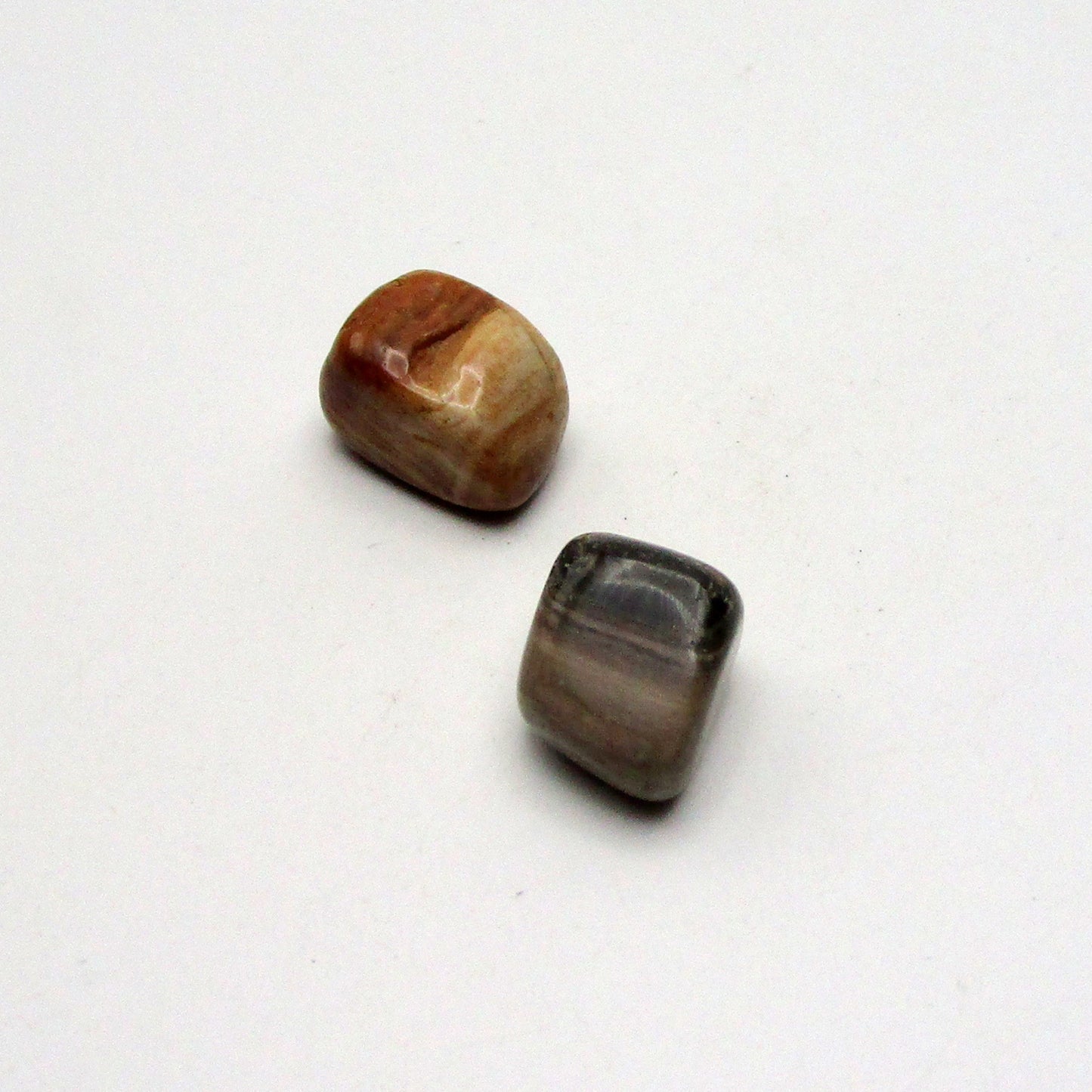 Petrified Wood