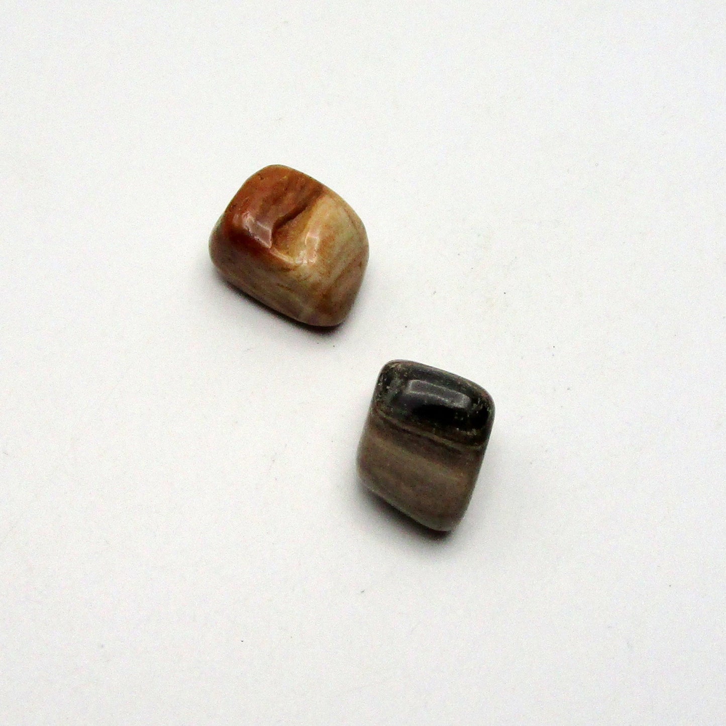 Petrified Wood