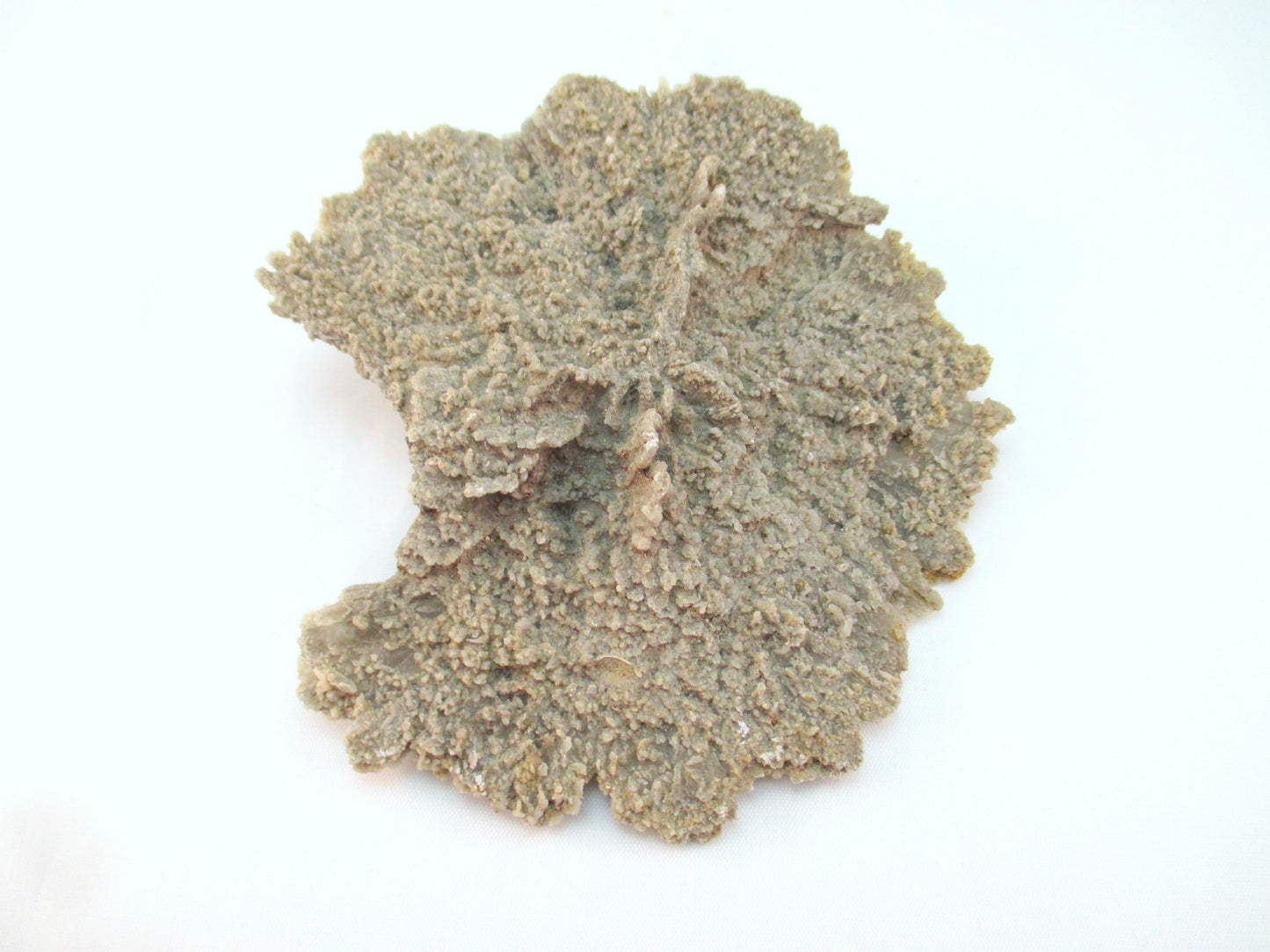 Australian Selenite Disk