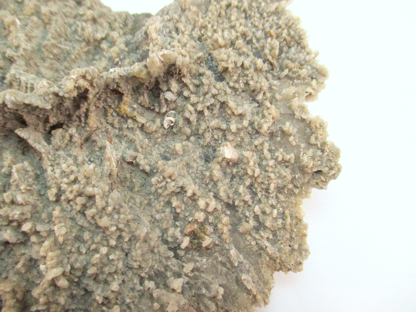 Australian Selenite Disk