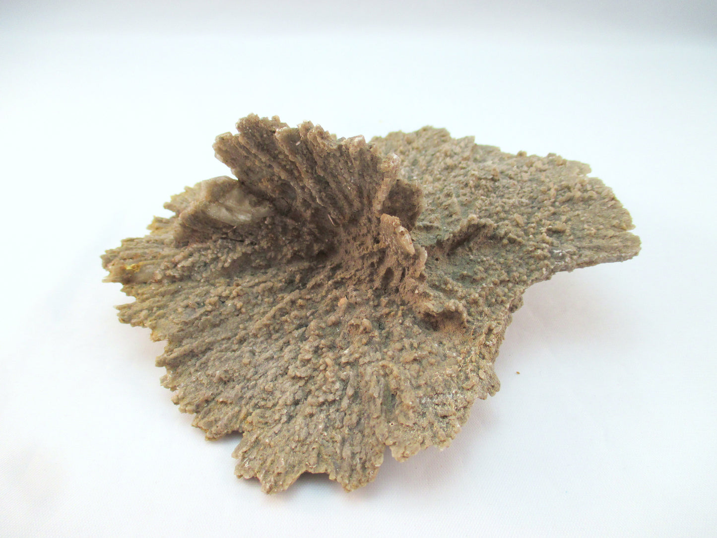 Australian Selenite Disk