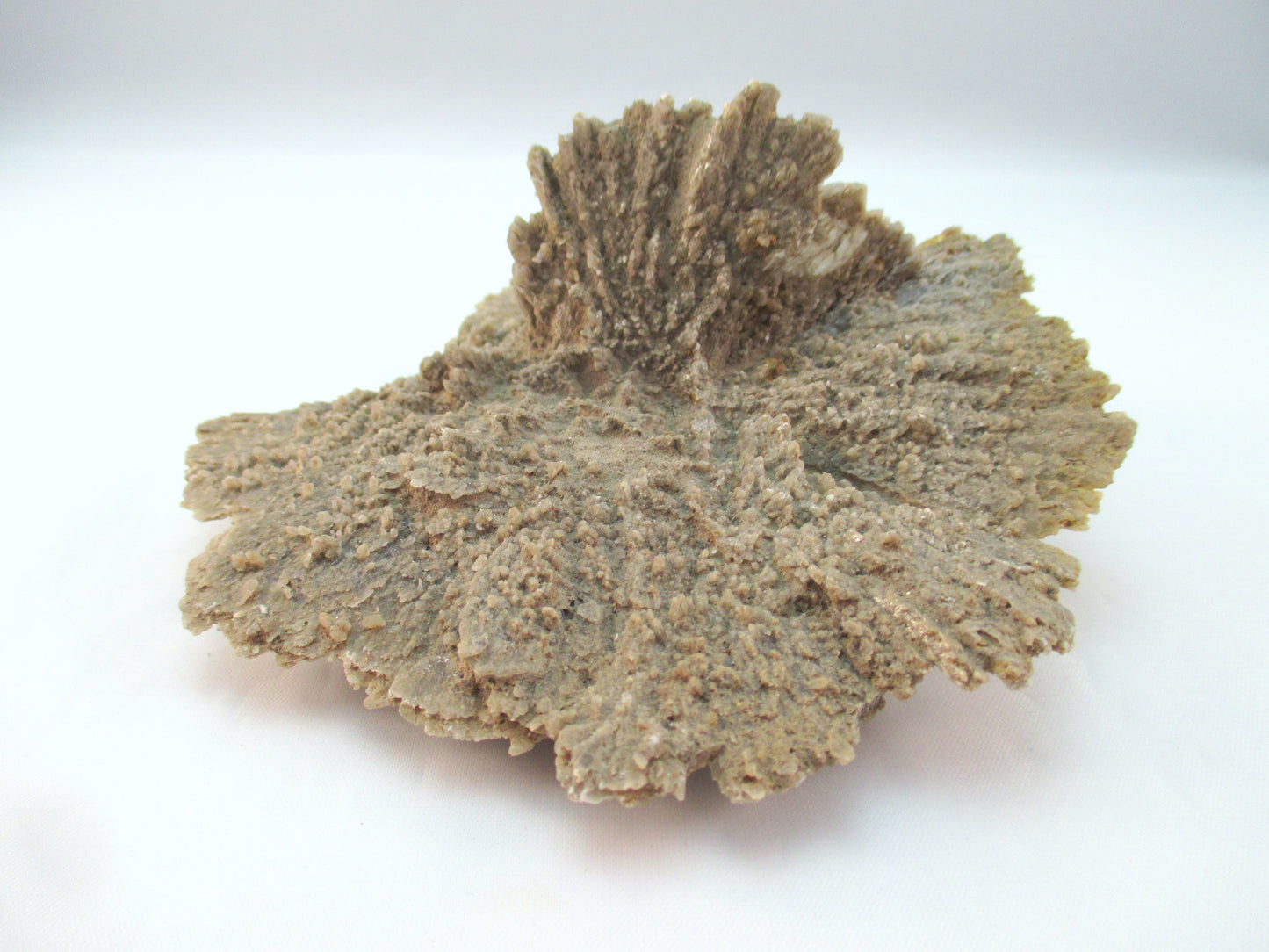 Australian Selenite Disk