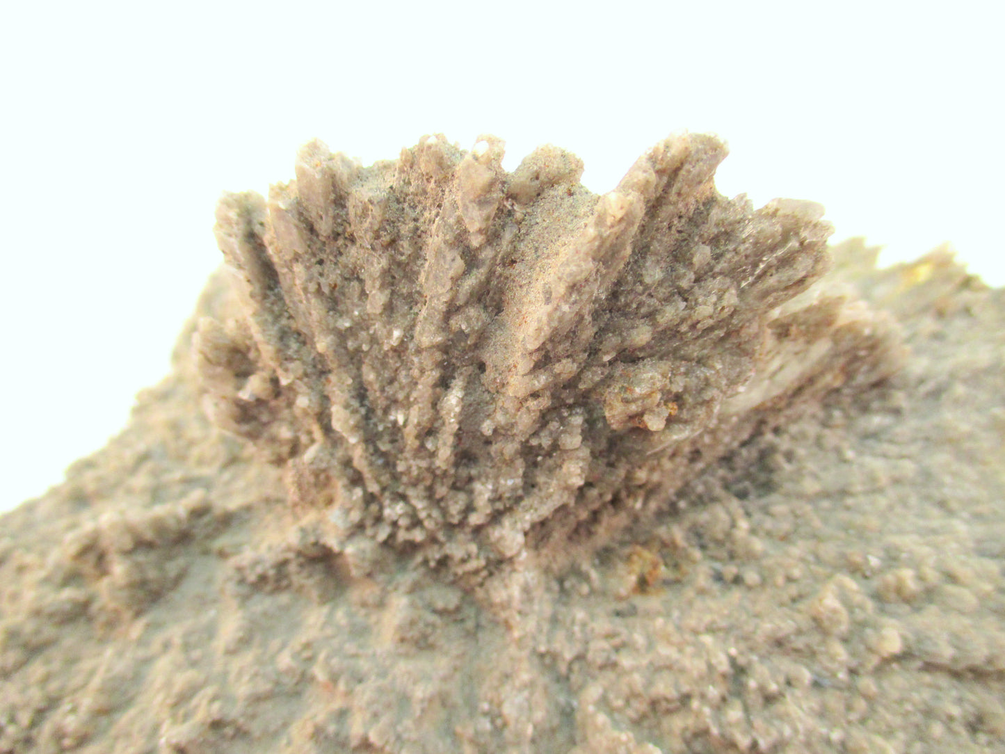 Australian Selenite Disk
