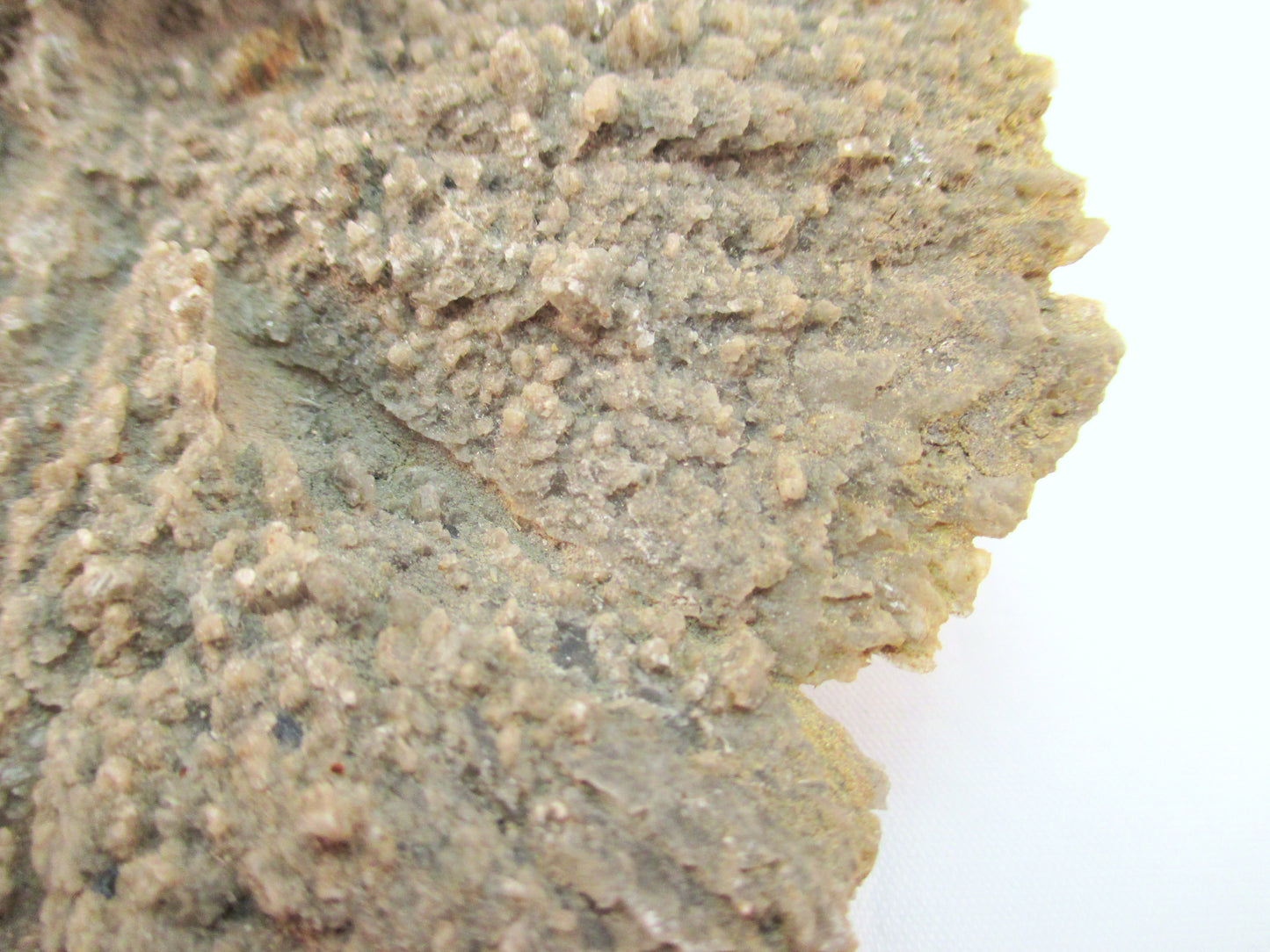Australian Selenite Disk