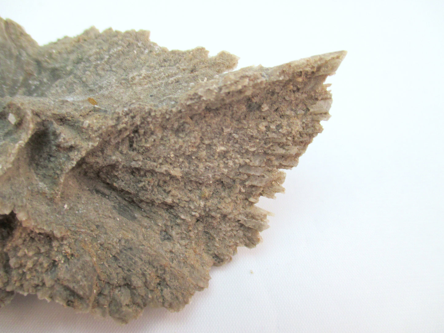 Australian Selenite Disk