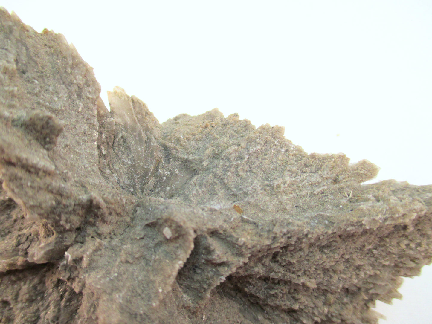Australian Selenite Disk