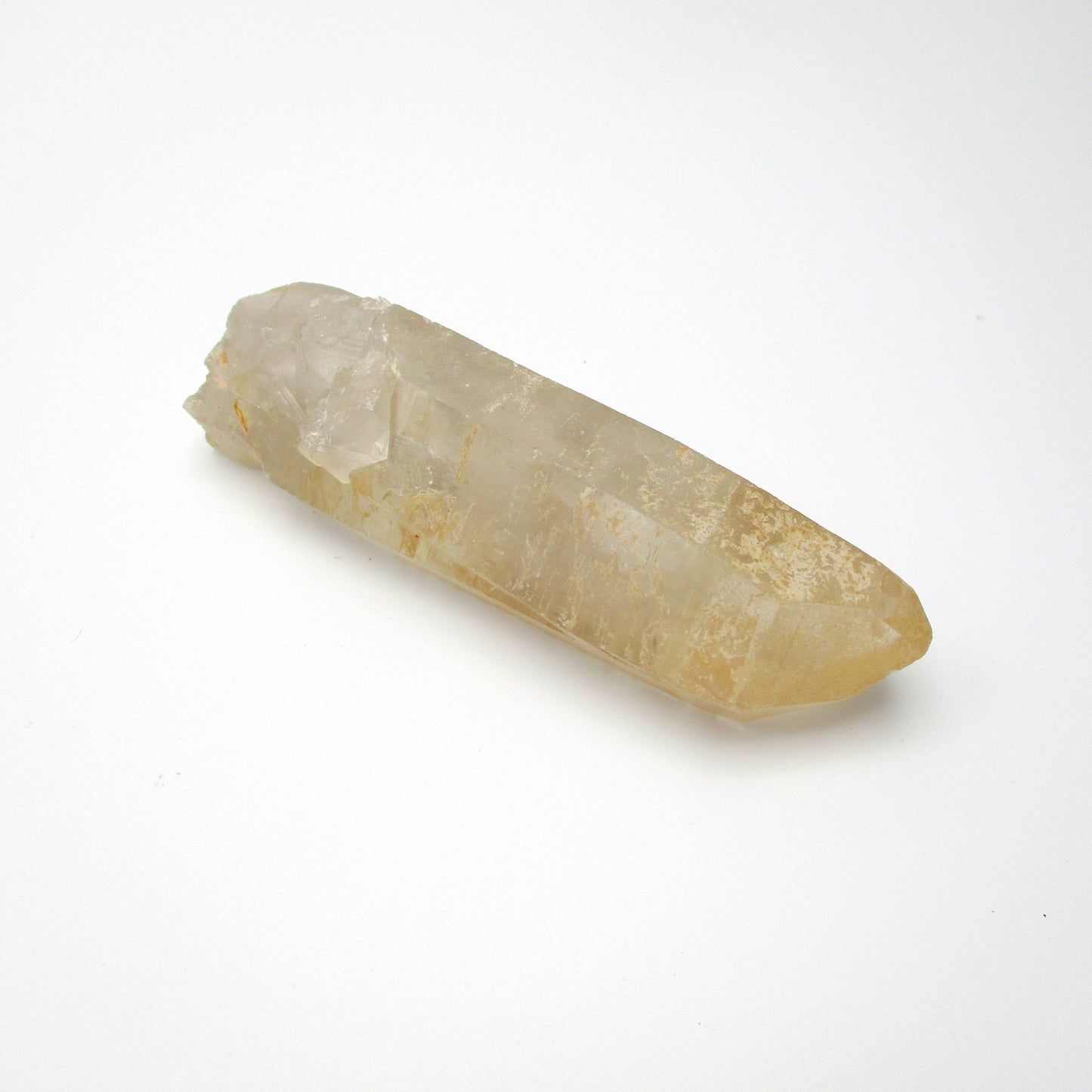 Brazilian Pink Lemurian