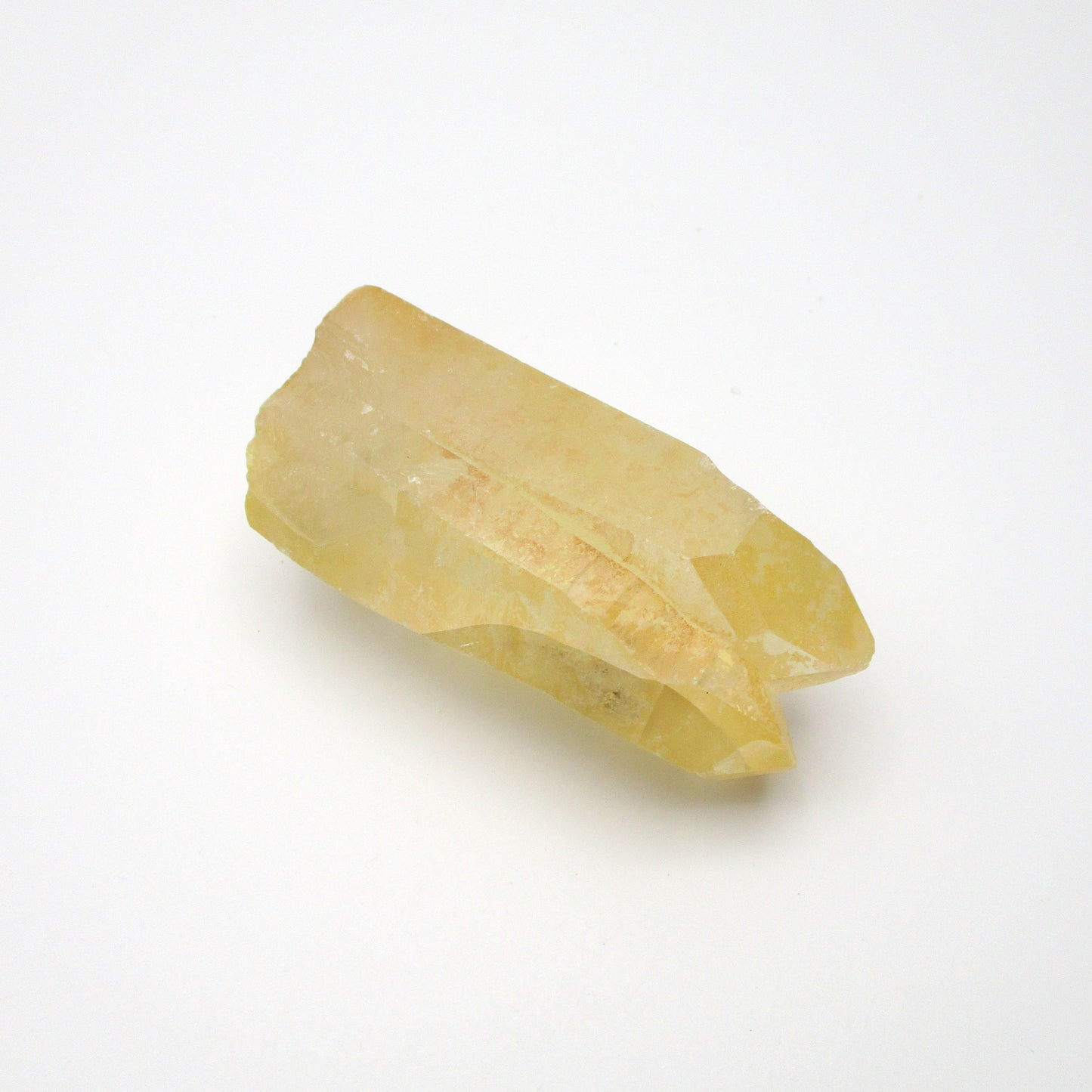 Brazilian Pink Lemurian