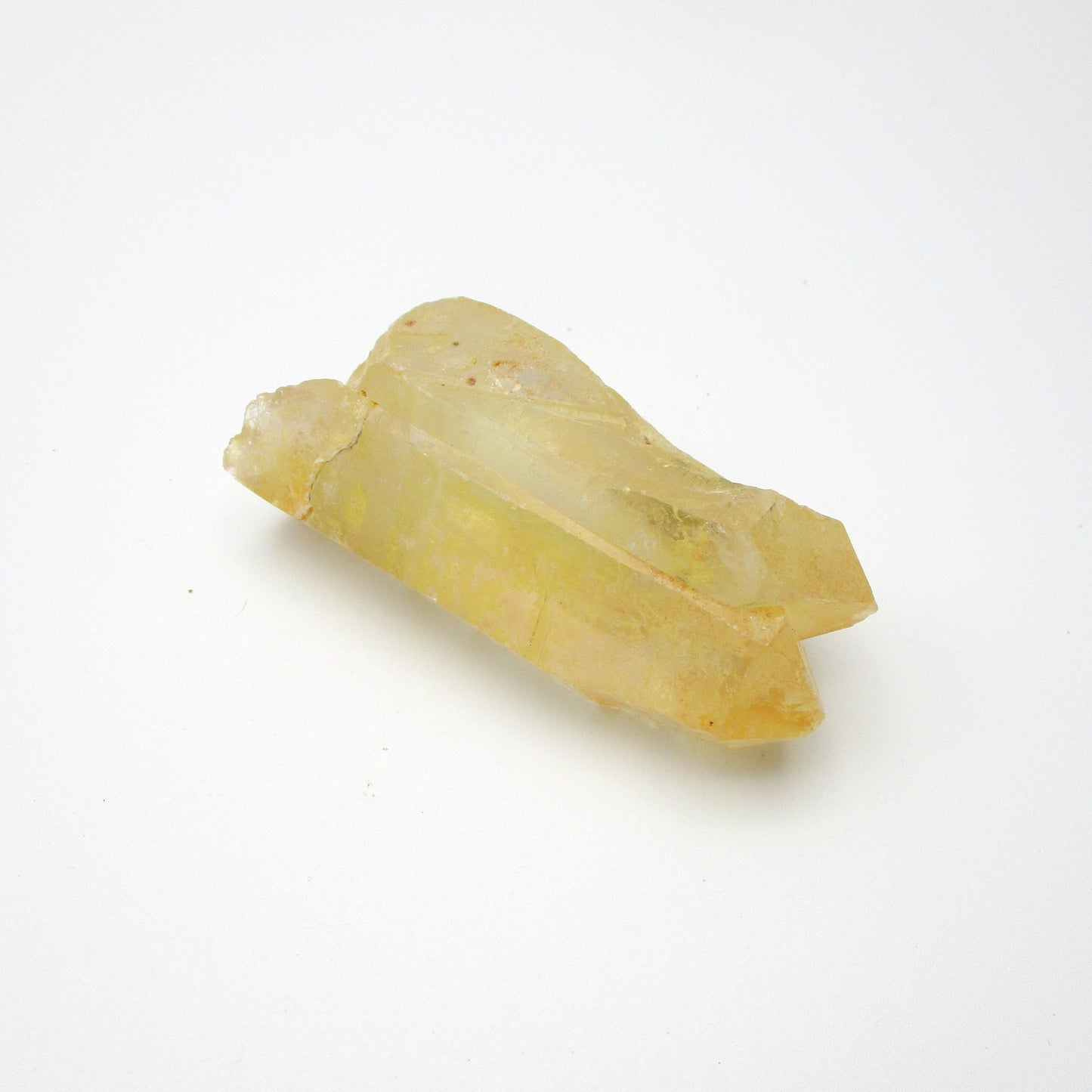 Brazilian Pink Lemurian