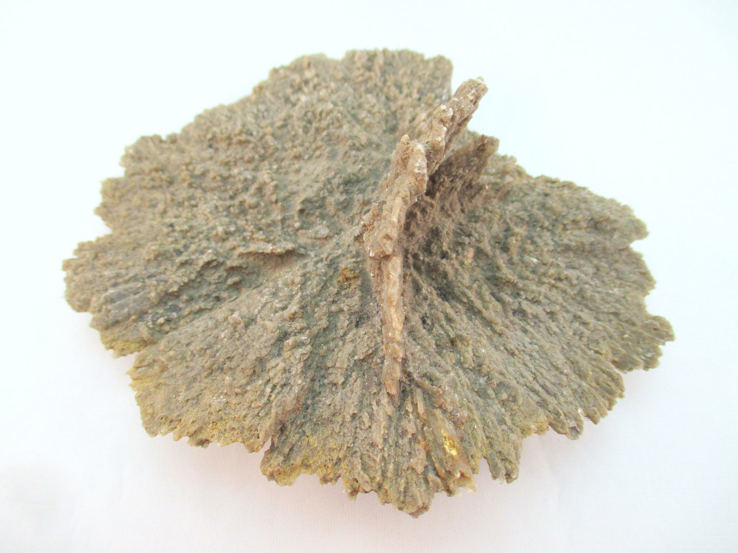 Australian Selenite Disk