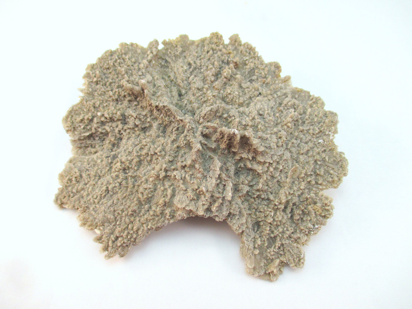 Australian Selenite Disk