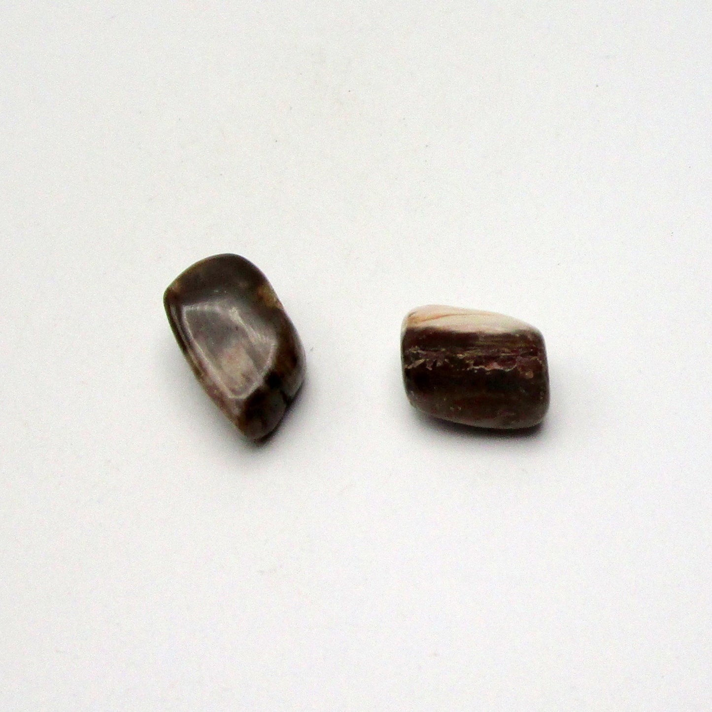 Petrified Wood