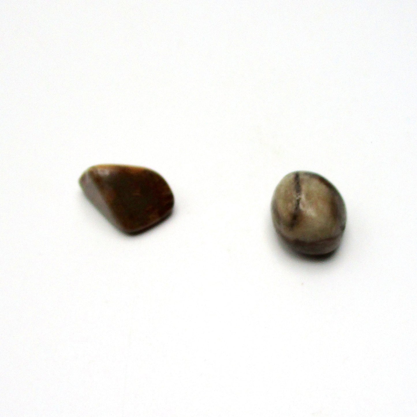 Petrified Wood