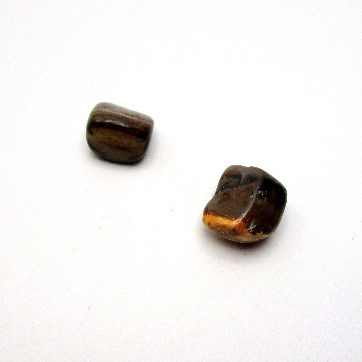 Petrified Wood