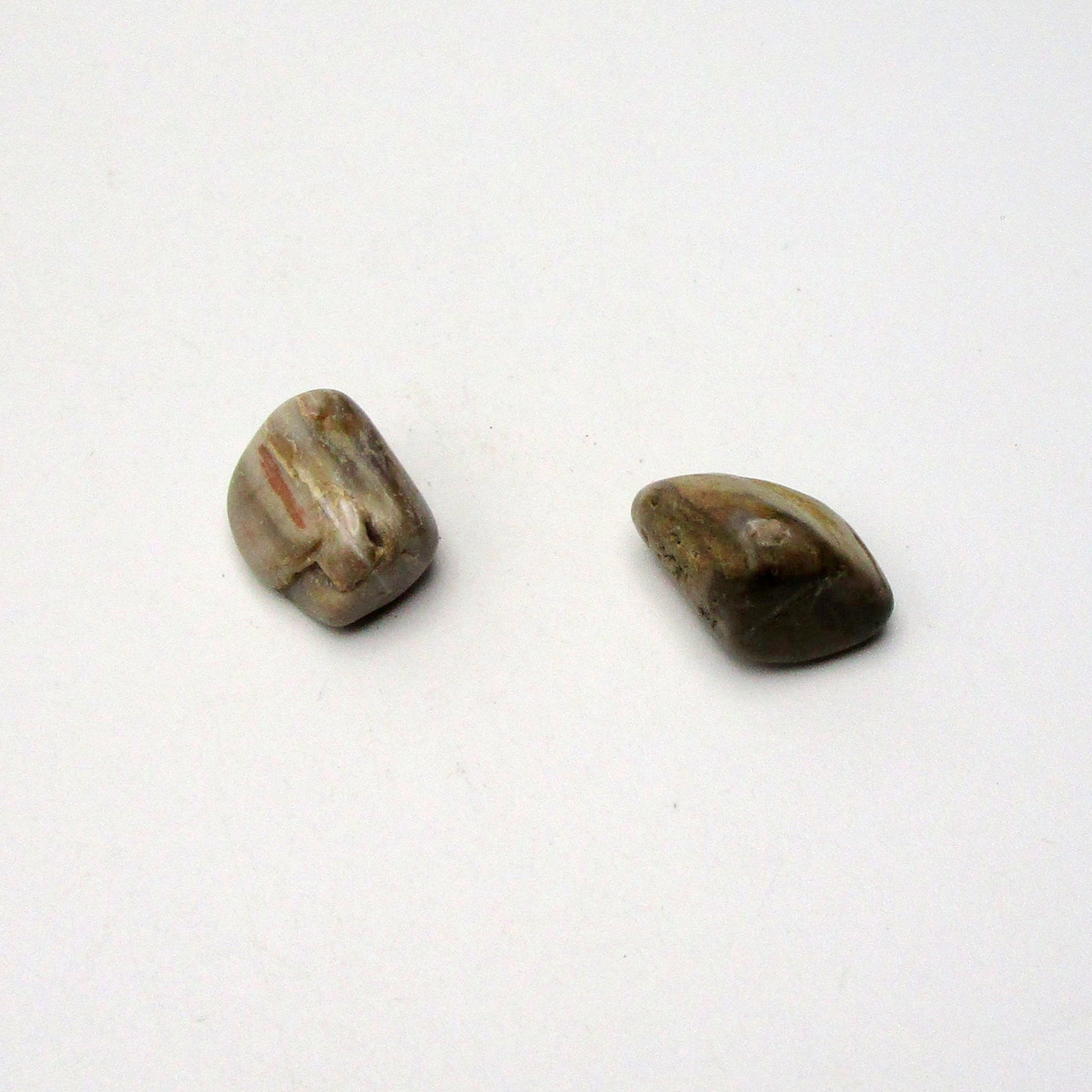 Petrified Wood