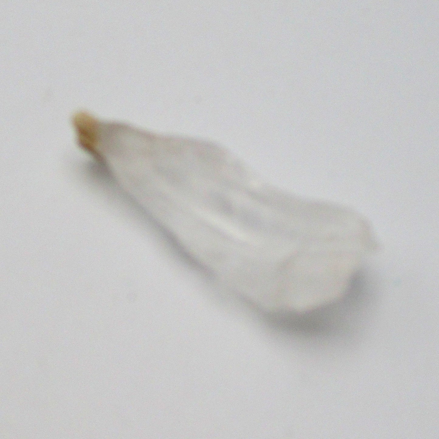 Twisted Lemurian Quartz