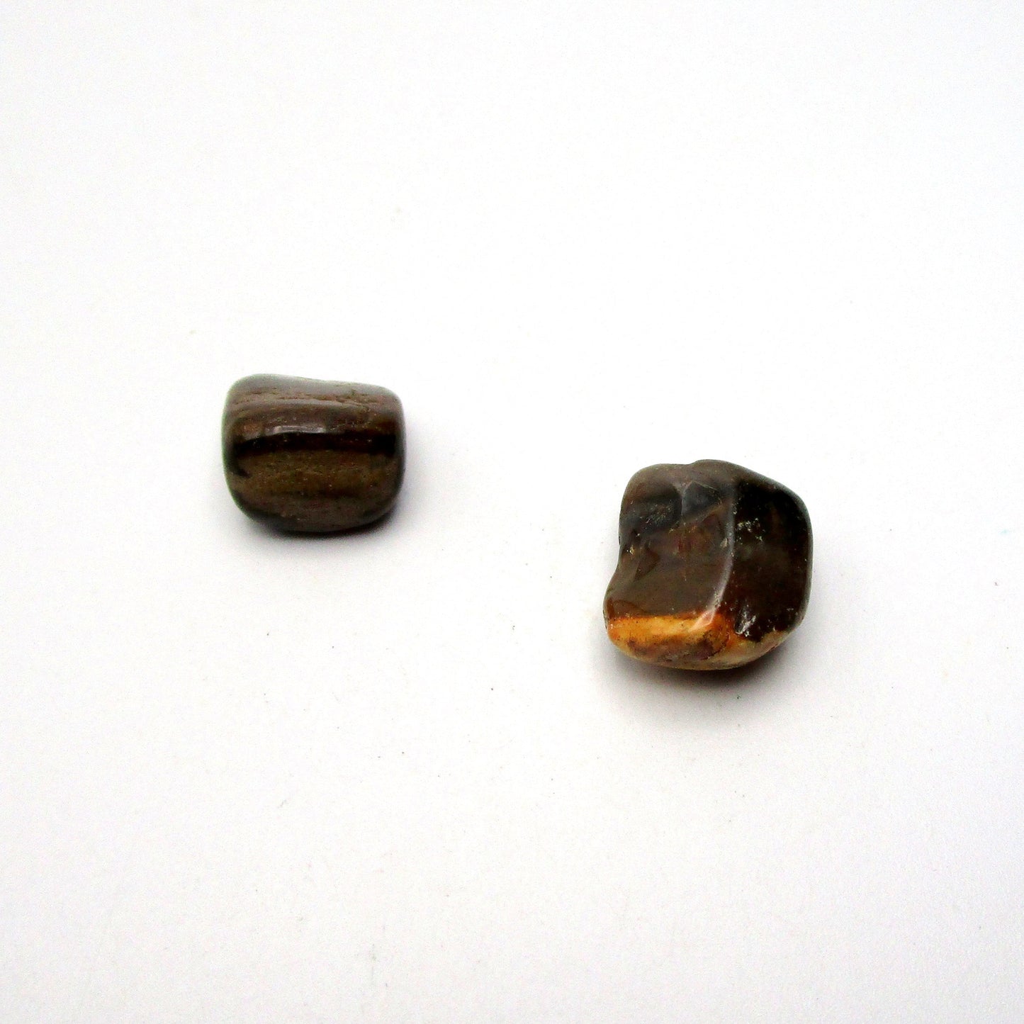 Petrified Wood