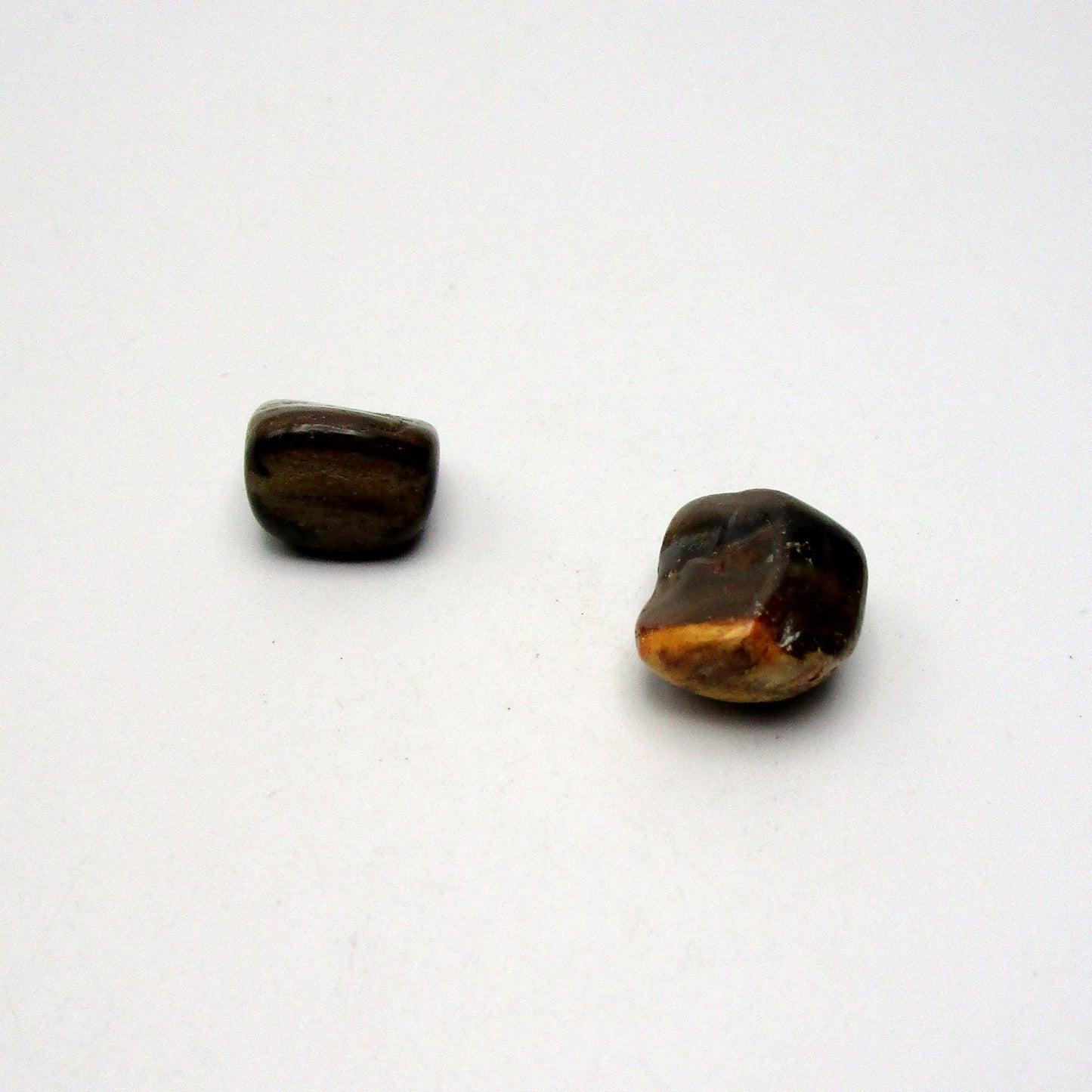 Petrified Wood