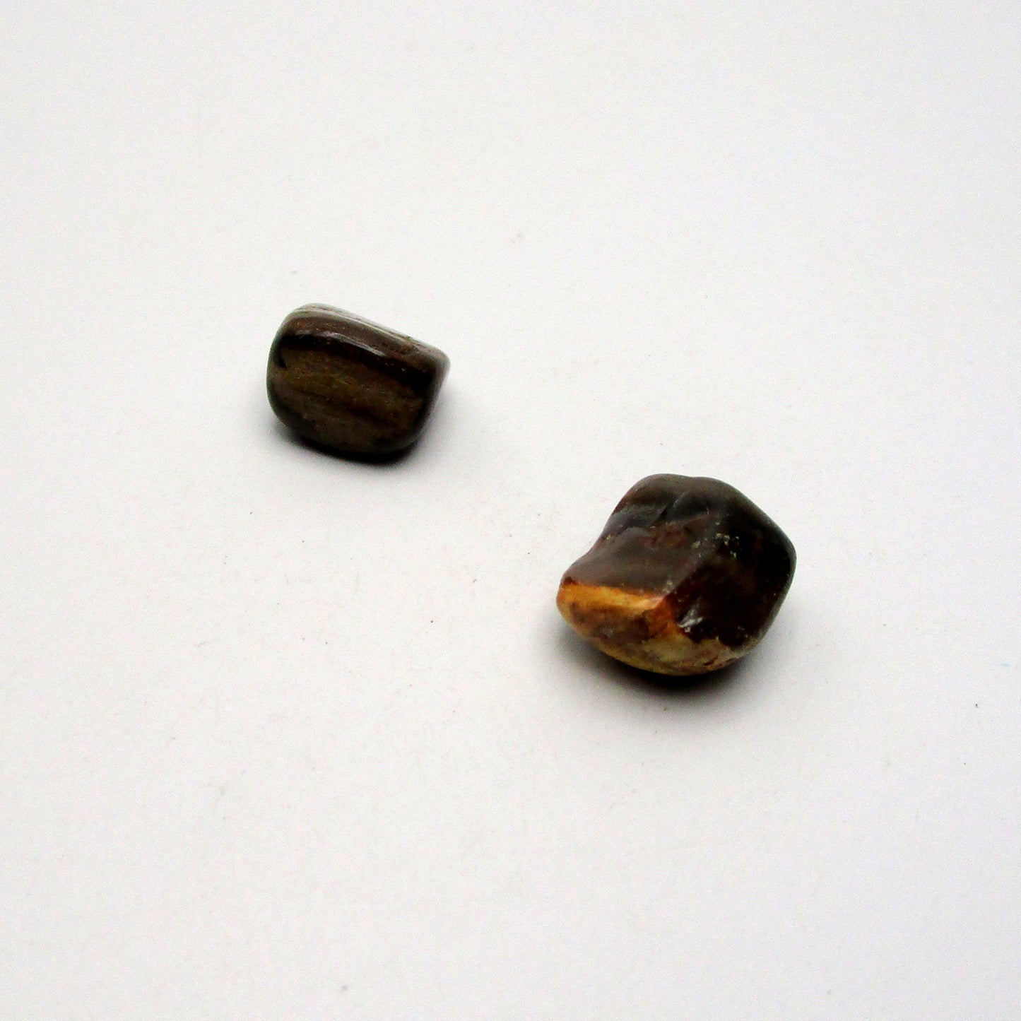 Petrified Wood