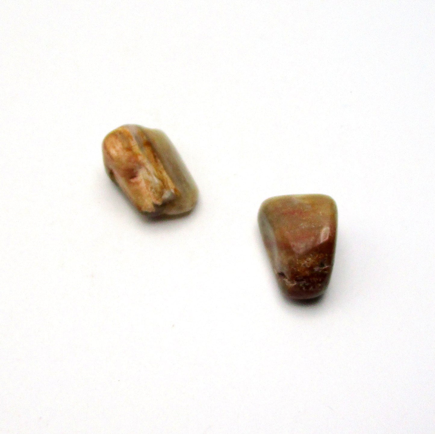 Petrified Wood