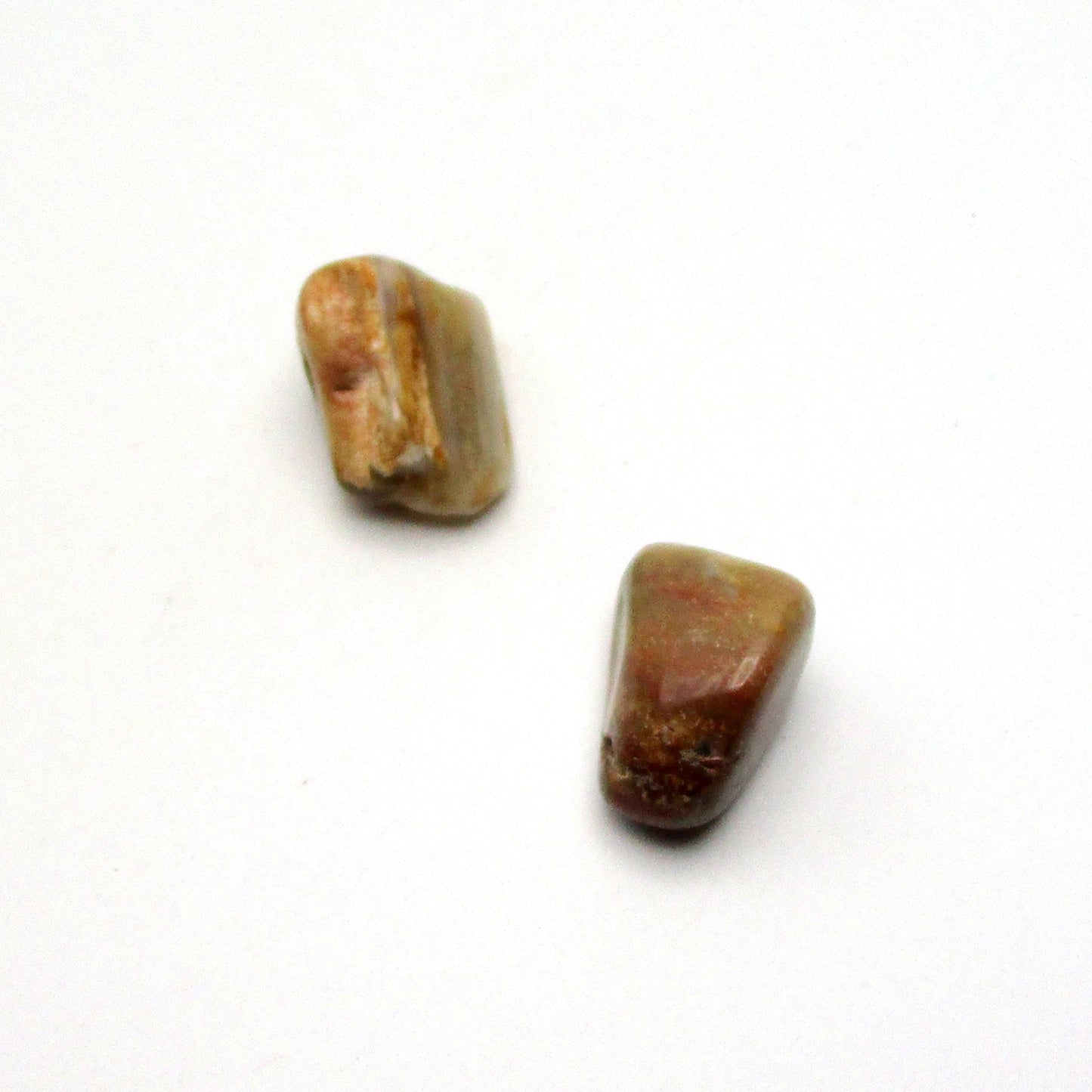 Petrified Wood