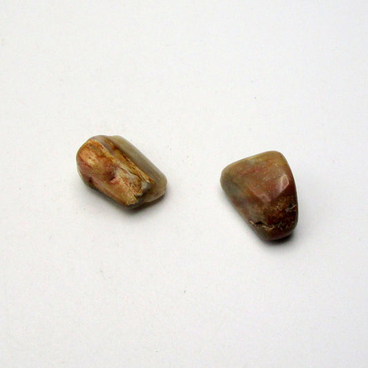 Petrified Wood