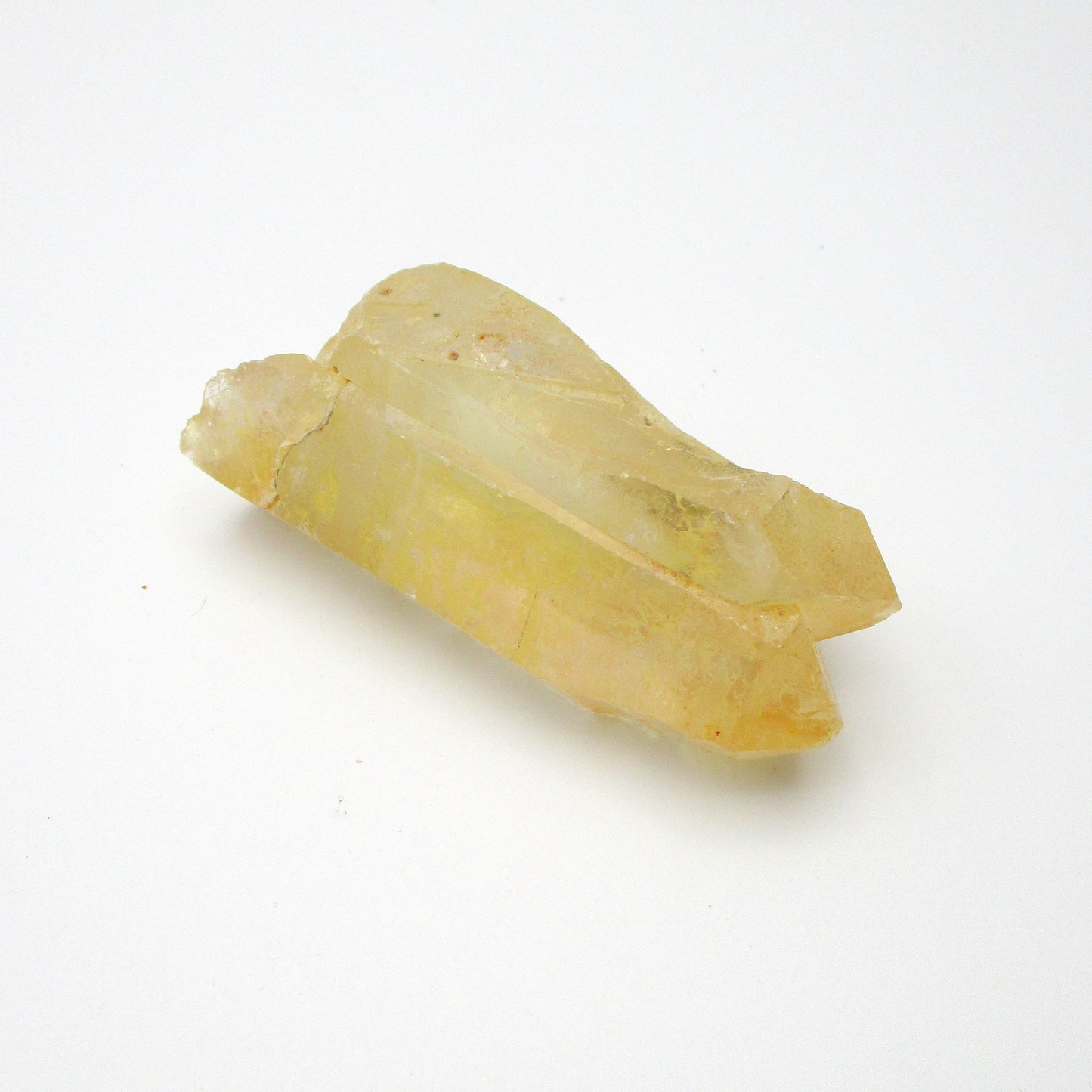 Brazilian Pink Lemurian