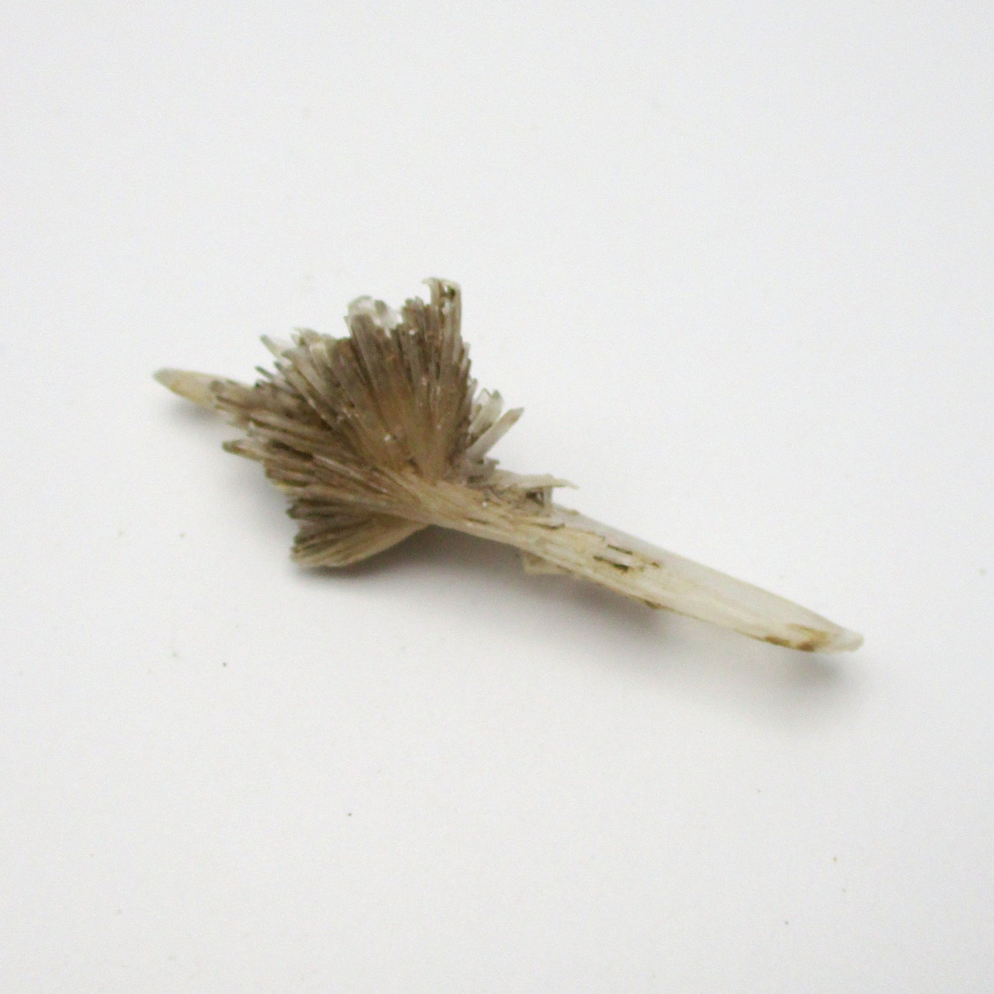 A small piece of French selenite crystal, with a rough, branched white appearance, against a plain background.