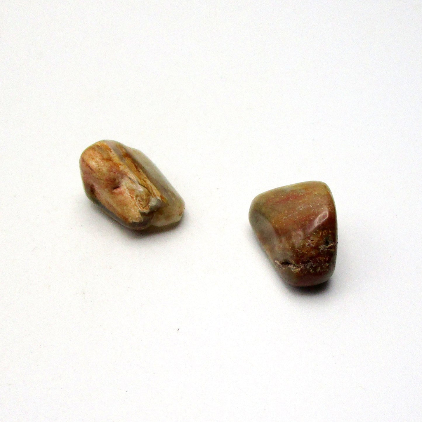 Petrified Wood