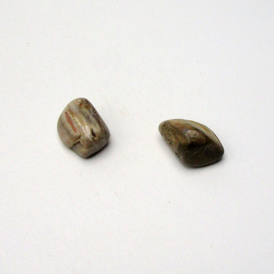 Petrified Wood